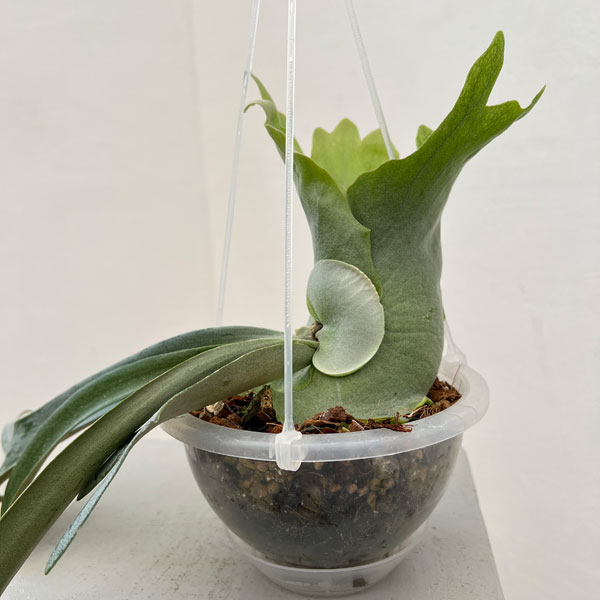 園芸ネット本店｜ビカクシダ：ミックススポア（willinckii Paul Webber