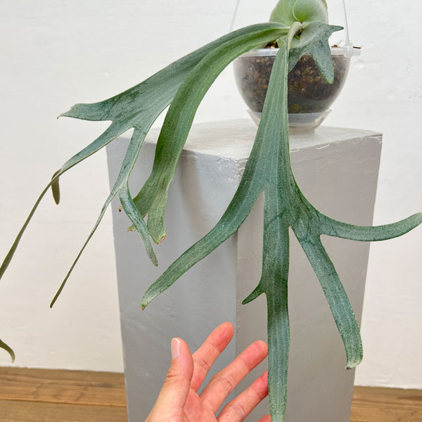 園芸ネット本店｜ビカクシダ：ミックススポア（willinckii Paul Webber