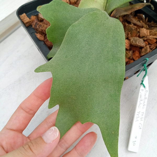 園芸ネット本店｜ビカクシダ：ミックススポア株（willinckii Wild Cat