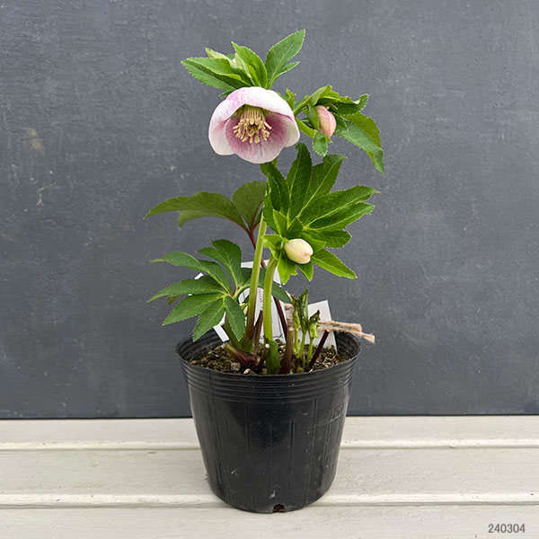 園芸ネット本店｜大和園さんのクリスマスローズ：24-13パステリッシュ