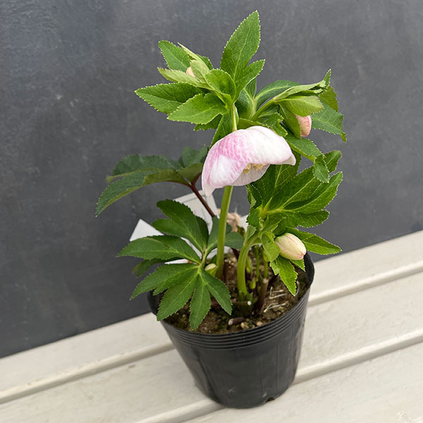 園芸ネット本店｜大和園さんのクリスマスローズ：24-13パステリッシュ