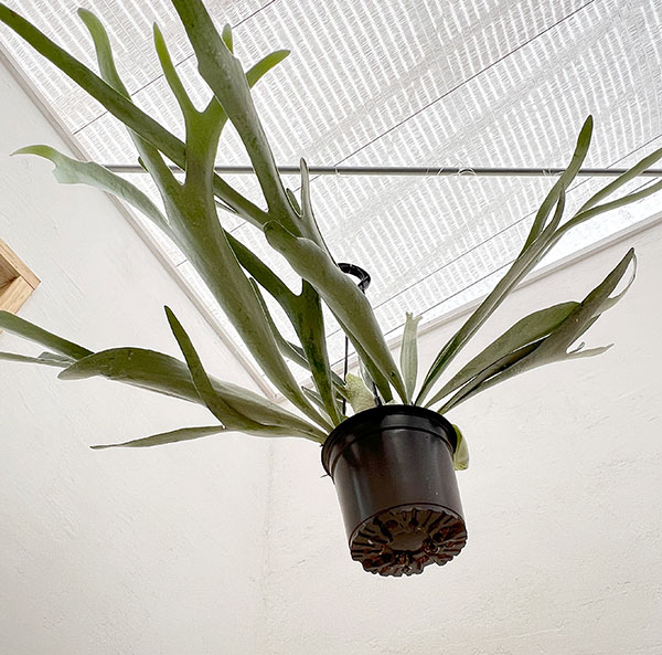 園芸ネット本店｜ビカクシダ（コウモリラン）：ベイチー 5号吊り鉢* の