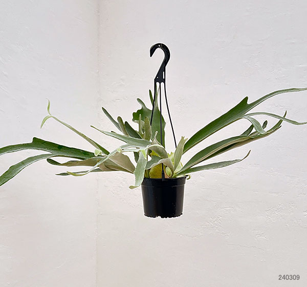 園芸ネット本店｜ビカクシダ（コウモリラン）：ベイチー 5号吊り鉢* の