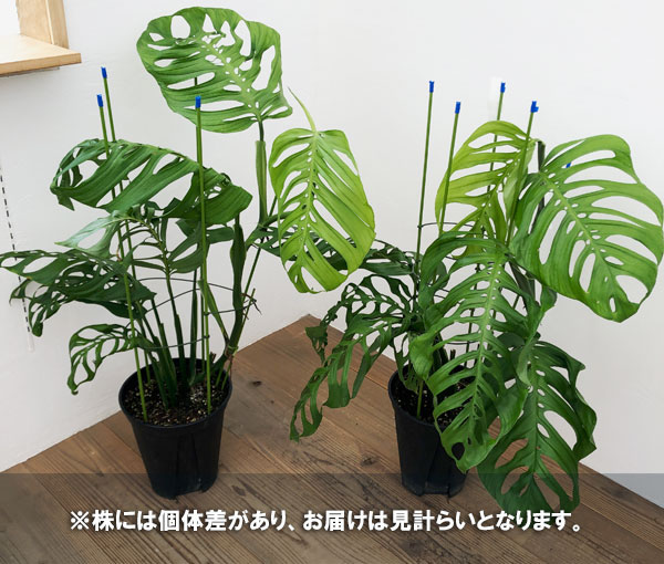 園芸ネット本店｜モンステラ：エピプレムノイデス エスケレート 8号