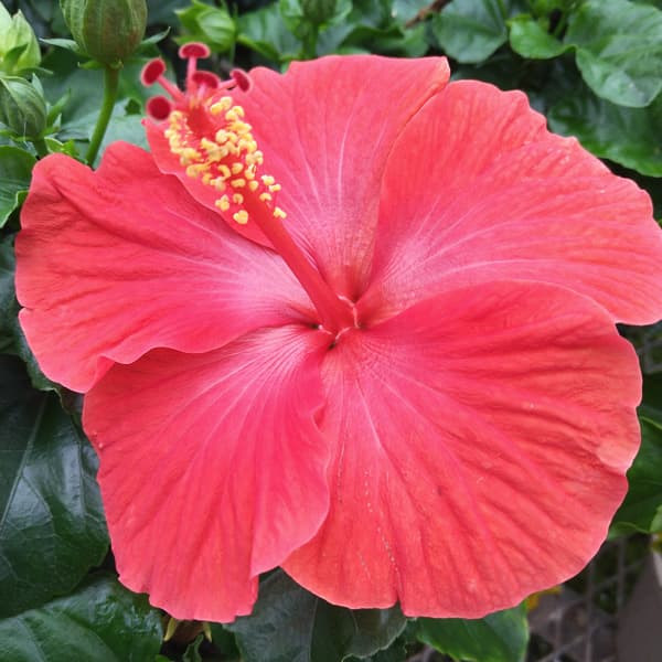 園芸ネット本店｜[26年6月中下旬予約]ハイビスカス：サンセットメロウ