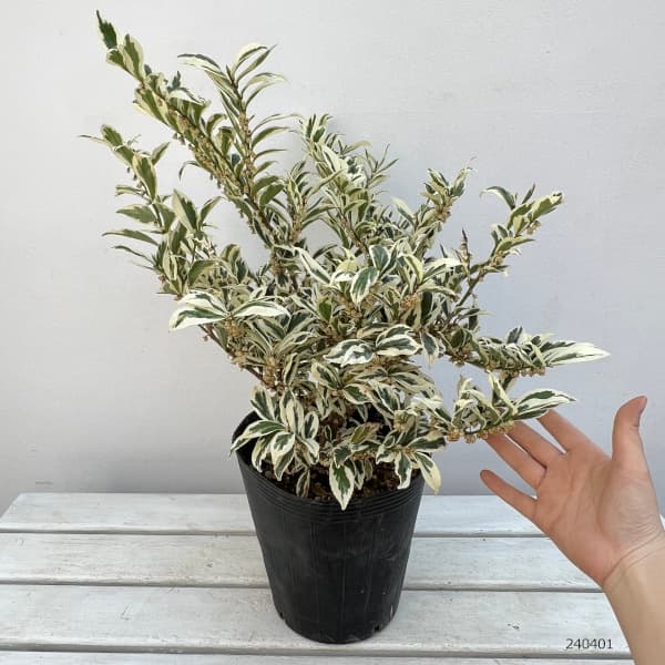 園芸ネット本店｜ヒサカキ：翠雪（すいせつ）7号ポット の通販【公式】