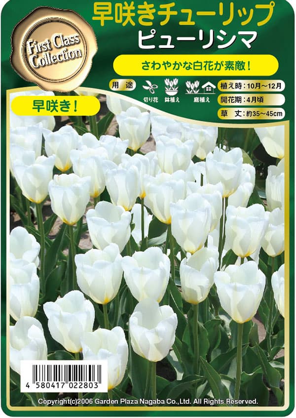 園芸ネット本店｜チューリップ：ピューリシマ 4球入り（早咲き）（F