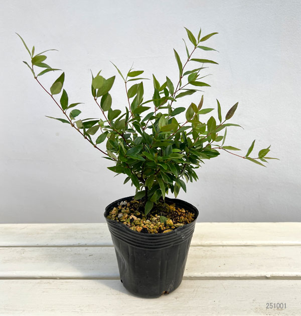 園芸ネット本店｜カロライナジャスミン4号鉢植え の通販【公式】