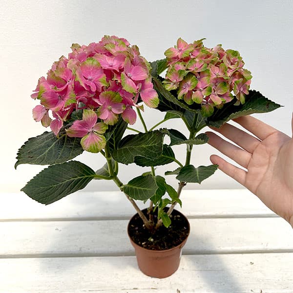 園芸ネット本店｜アジサイ（ハイドランジア）：キャンディーリップス