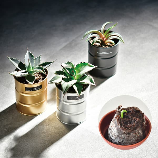 園芸ネット本店｜[ギフトに]栽培セット：種から育てる アガベ栽培