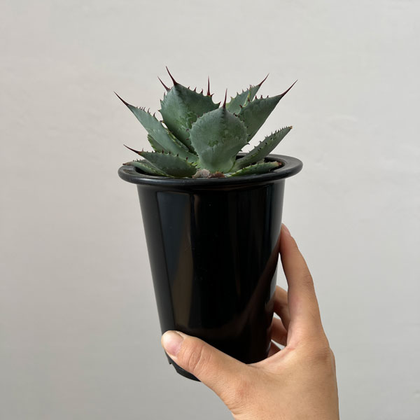 園芸ネット本店｜アガベ：風雷神錦 4号24-01 の通販【公式】