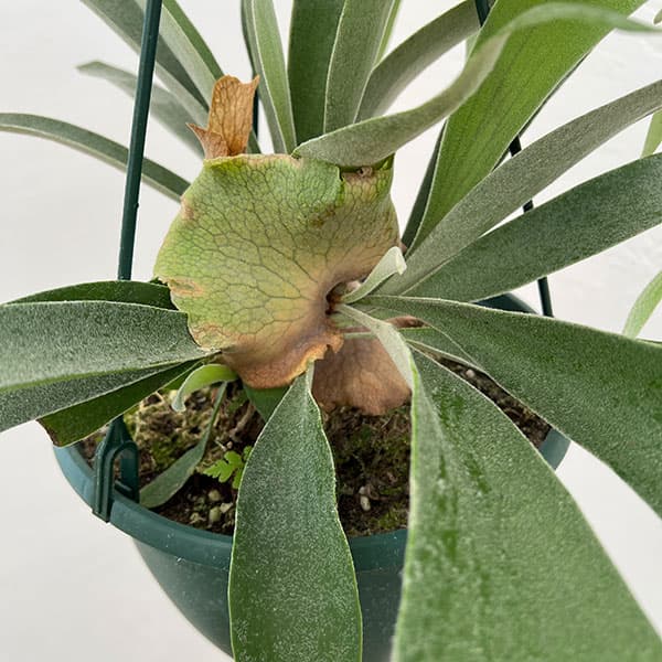 園芸ネット本店｜ビカクシダ（コウモリラン）：ベイチー 7号吊り鉢* の