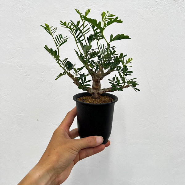 園芸ネット本店｜[ザ・ファームセレクト]センナ：メリディオナリス