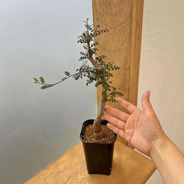 園芸ネット本店｜[ザ・ファームセレクト]オペルクリカリア：デカリー