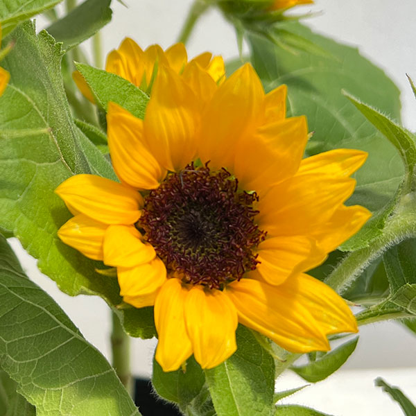 園芸ネット本店｜ヒマワリ：スマイルラッシュ・スプレー咲仕立て3.5号