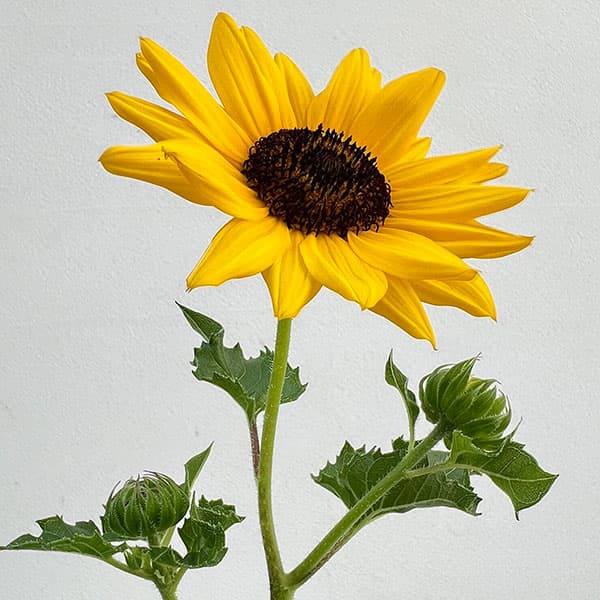 園芸ネット本店｜ヒマワリ：サンメイジング3.5号ポット 3株セット の