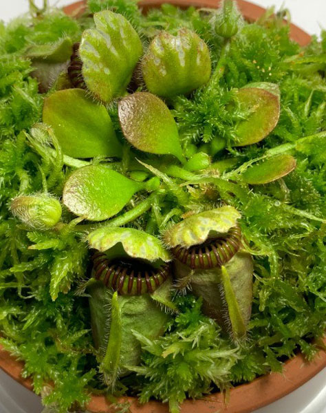 園芸ネット本店｜セファロタス：フォリキュラリス ハマース ジャンボ 3