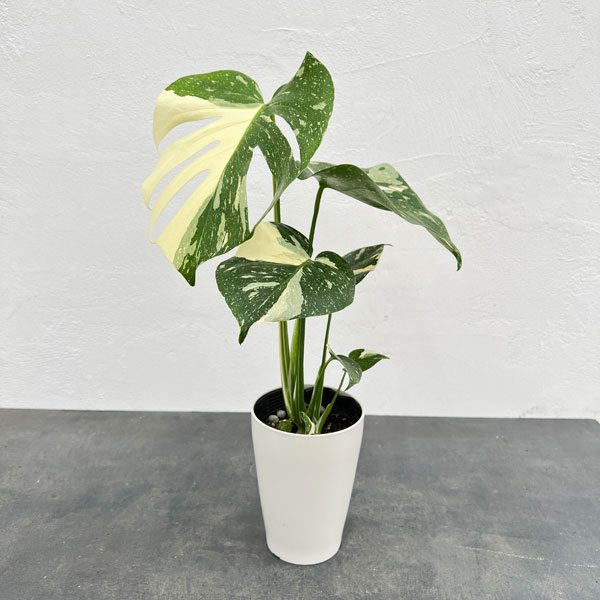 園芸ネット本店｜モンステラ：タイコンステレーション（散斑）4号鉢