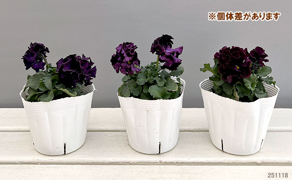 園芸ネット本店｜[送料無料]パンジー（フリル咲き）：フルーツボンボン