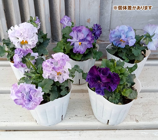 園芸ネット本店｜パンジー（フリル咲き）：シュガーボンボン（パープル