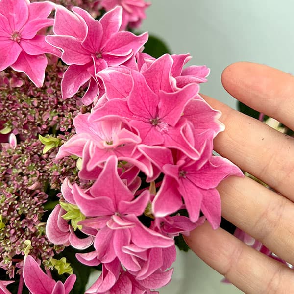 園芸ネット本店｜[春の鉢花予約]アジサイ：月虹（ゲッコウ）ピンク5.5