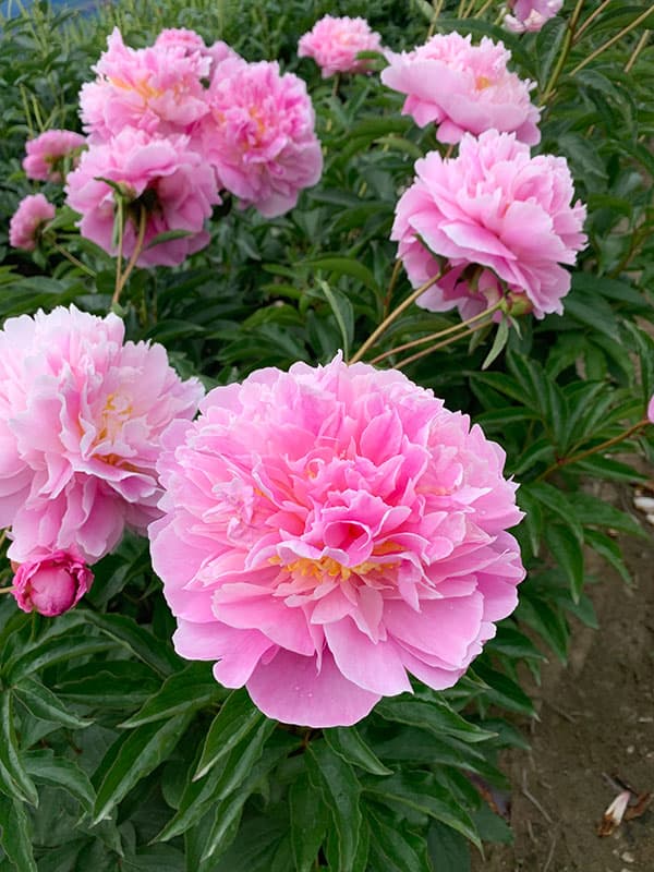 園芸ネット本店｜シャクヤク（芍薬）：ラドナ4号ポット の通販【公式】