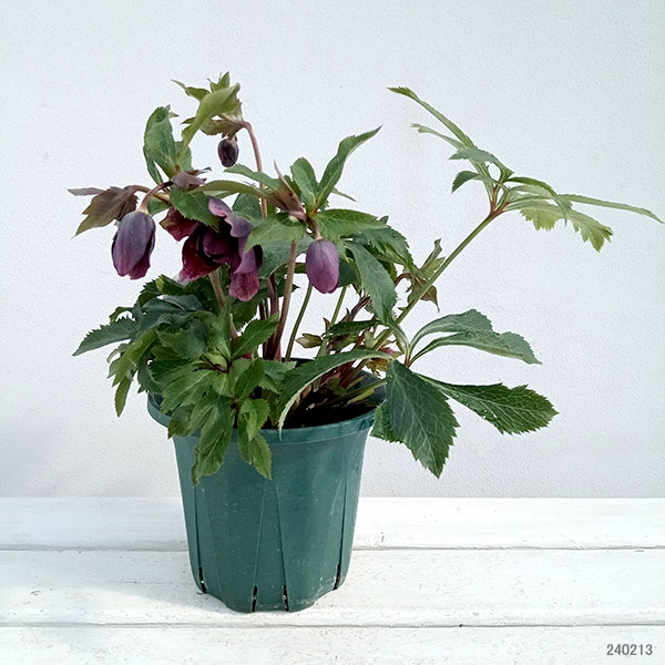 園芸ネット本店｜クリスマスローズ：ダブルエレン（パープル）24-06／5