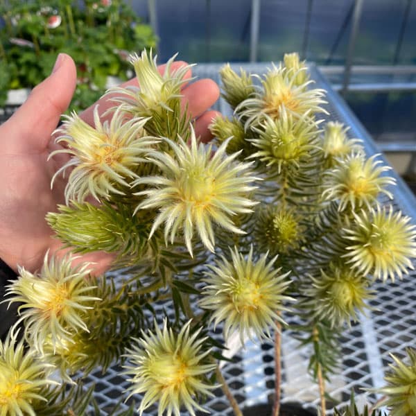 園芸ネット本店｜フィリカ プベッセンス：ワフトフェザー 5号鉢植え の