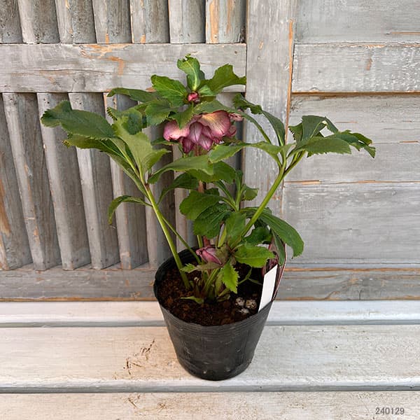 園芸ネット本店｜杉光園芸さんのクリスマスローズ：ダブル24-14ピンク