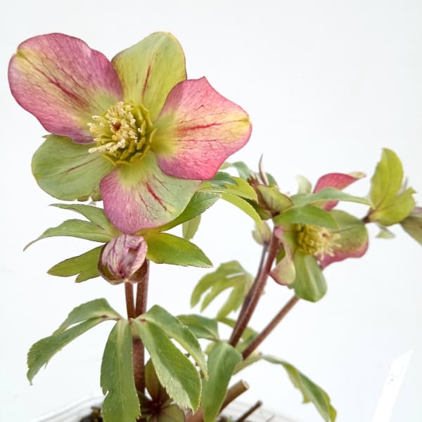 園芸ネット本店｜松村ナーセリーさんのクリスマスローズ：24-17