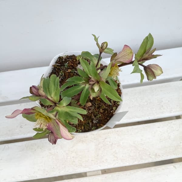 園芸ネット本店｜松村ナーセリーさんのクリスマスローズ：24-17