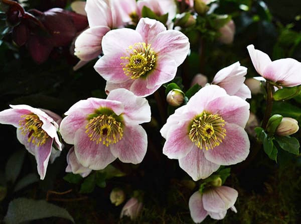 園芸ネット本店｜クリスマスローズ：*HGC 雪の妖精 リバ4.5号ポット の