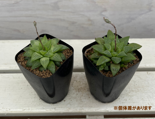 園芸ネット本店｜ハオルチア：姫椿 2.5号鉢植え の通販【公式】