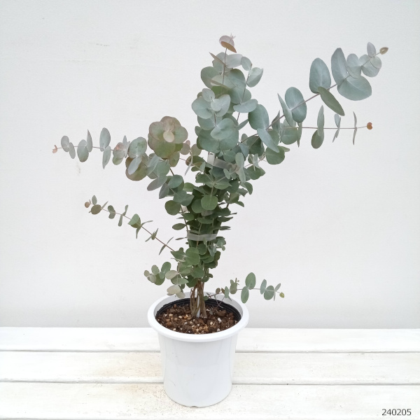 園芸ネット本店｜ユーカリ：シネレア（銀丸葉）5-5.5号鉢植え の通販