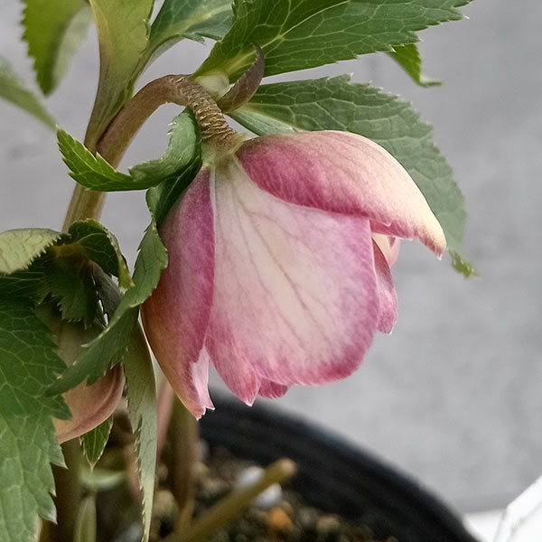 園芸ネット本店｜大和園さんのクリスマスローズ：24-05ダブル／4.5号