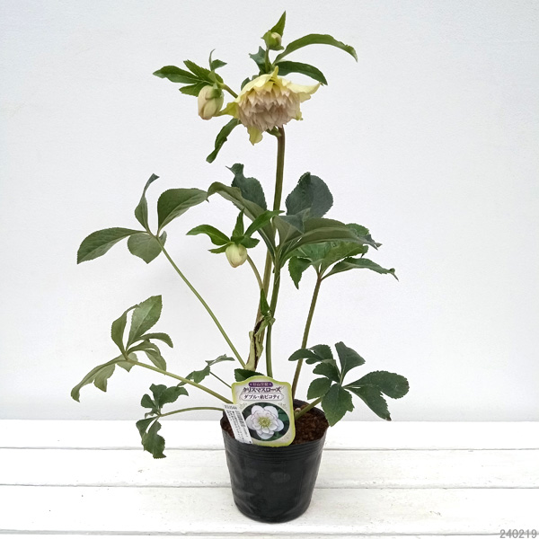 園芸ネット本店｜杉光園芸さんのクリスマスローズ：多弁系24-03糸