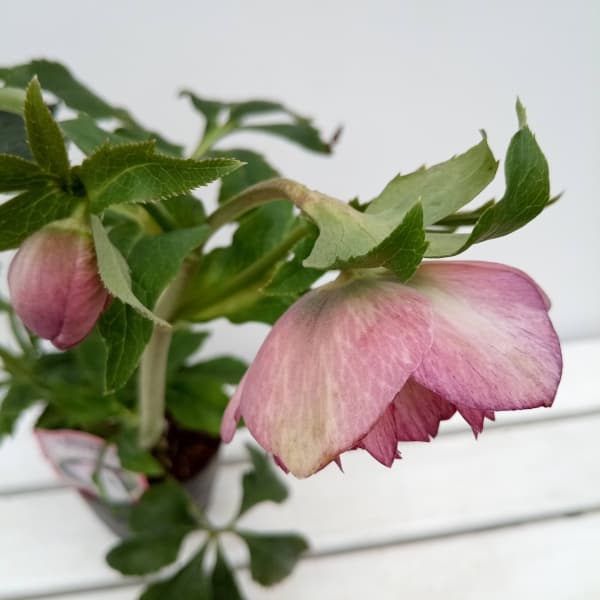 園芸ネット本店｜杉光園芸さんのクリスマスローズ：多弁系24-29ピンク