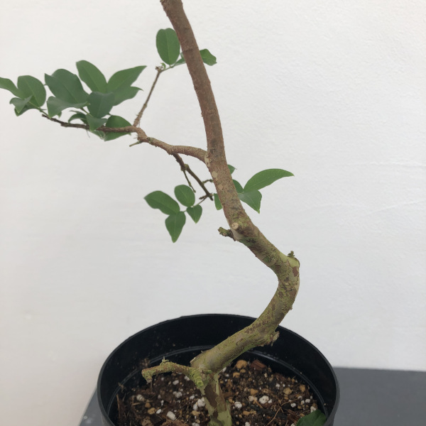 園芸ネット本店｜ジャボチカバ 4号ロング鉢植え の通販【公式】