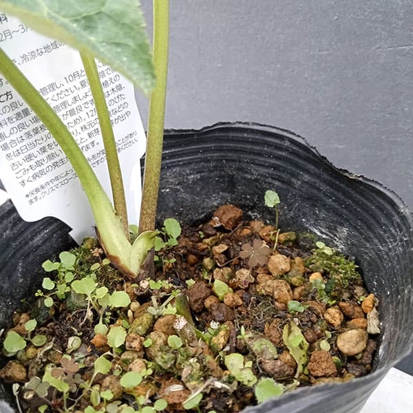 園芸ネット本店｜曽田園芸さんのクリスマスローズ：24-04利休かすり／4