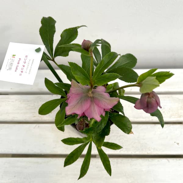 園芸ネット本店｜花郷園さんのクリスマスローズ：24-16ピンクチュチュ