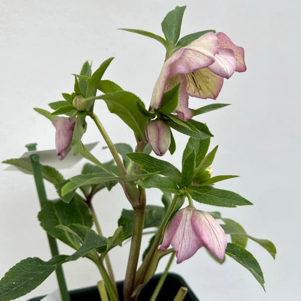 園芸ネット本店｜花郷園さんのクリスマスローズ：24-05セミダブル