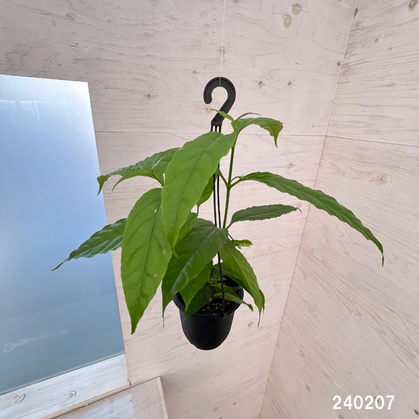 園芸ネット本店｜ホヤ：ソロケンシス 4号吊り鉢 の通販【公式】