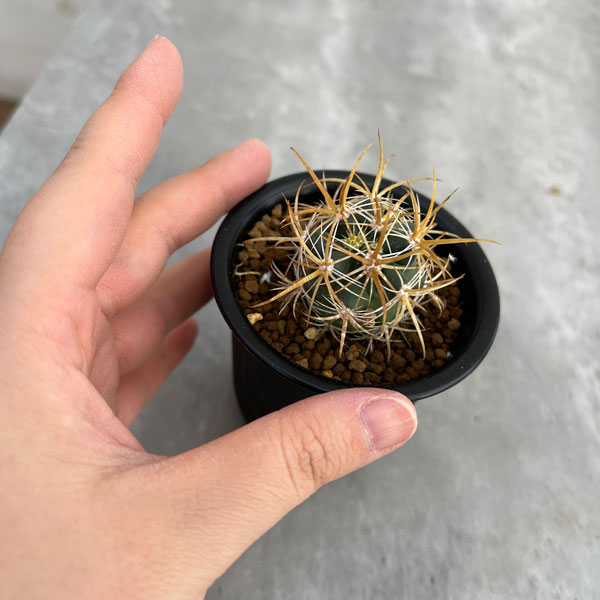 園芸ネット本店｜フェロカクタス：黄金冠 2.5号鉢植え の通販【公式】
