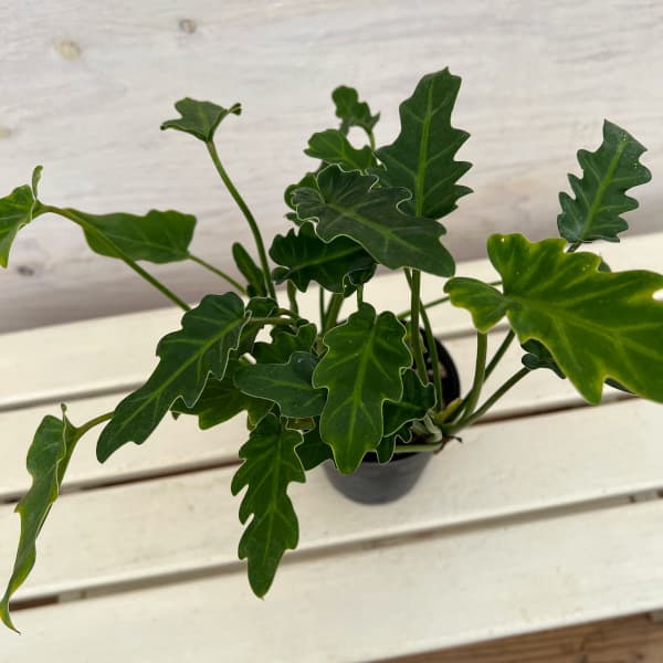 園芸ネット本店｜フィロデンドロン：ザナドゥー（クッカバラ）幹上がり