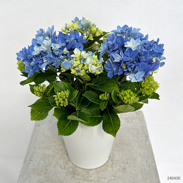 園芸ネット本店｜アジサイ：星あつめ（ブルー） 4号鉢植え の通販【公式】