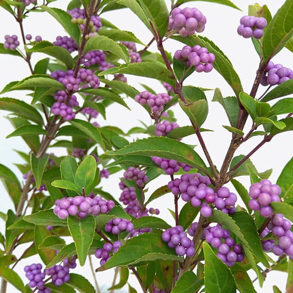 園芸ネット本店｜ムラサキシキブ（紫式部）：コムラサキ5号ポット の