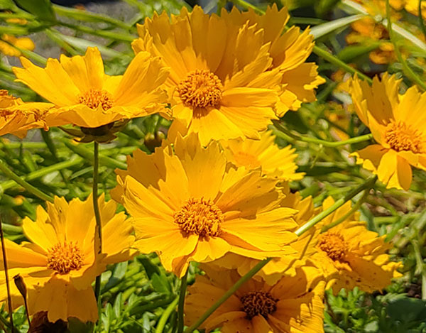 園芸ネット本店｜[送料無料]レモンマリーゴールド3号ポット28株セット