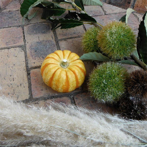 園芸ネット本店｜ハロウィン用おもちゃかぼちゃ：プッチィーニLシール