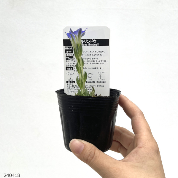 園芸ネット本店｜リンドウ：ハルリンドウ2.5-3号ポット の通販【公式】