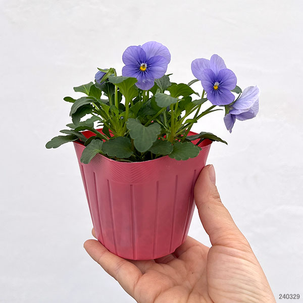 園芸ネット本店｜ビオラ：ビビ クリアライトブルー3～3.5号ポット 12株